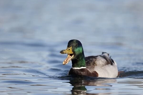 Mallard Duck (Anas platyrhynchos) adult male, calling and swimming, Northumberland, England, May