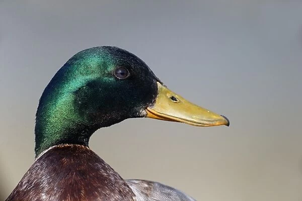 Mallard Duck (Anas platyrhynchos) adult male, close-up of head, Warwickshire, England, May