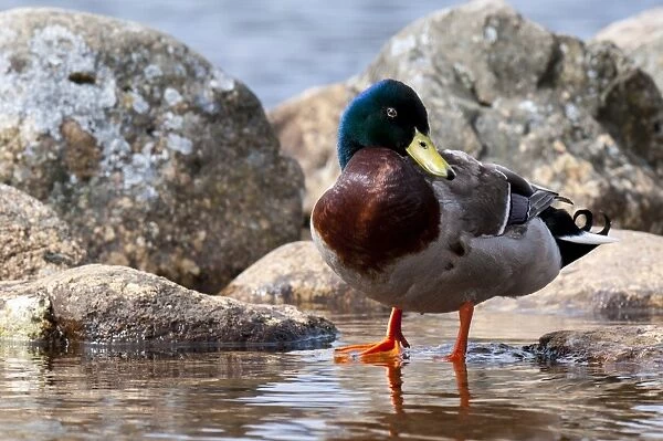 Mallard Duck (Anas platyrhynchos) adult male, standing in shallow water at edge of freshwater loch, Loch Morlich