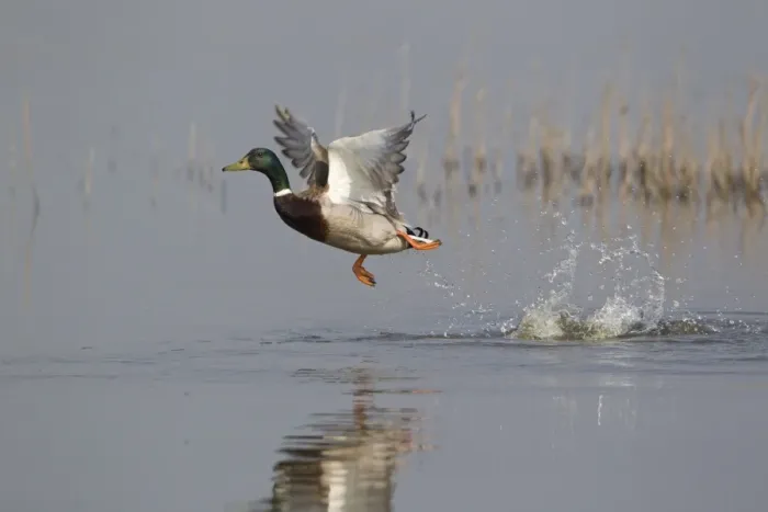 Framed Print : Mallard Duck (Anas platyrhynchos) adult male, in flight, taking off from water, Minsmere RSPB Reserve, Suffolk, England, april Framed Print : Mallard Duck (Anas platyrhynchos) adult male, in flight, taking off from water, Minsmere RSPB Reserve, Suffolk, England, april