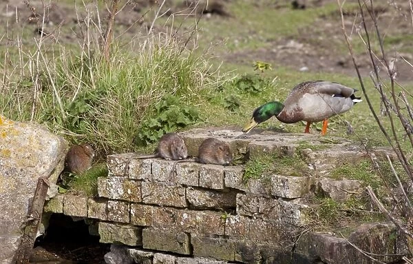 Mallard Duck (Anas platyrhynchos) adult male, and Brown Rat (Rattus norvegicus) adults, feeding on bricks at edge of ditch, Norfolk, England