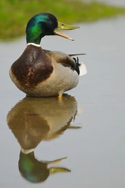 Mallard Duck (Anas platyrhynchos) adult male, calling, standing in shallow water with reflection, Italy, march