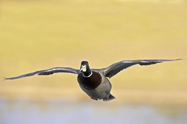 Mallard Duck (Anas platyrhynchos) adult male, in flight, Hertfordshire, England