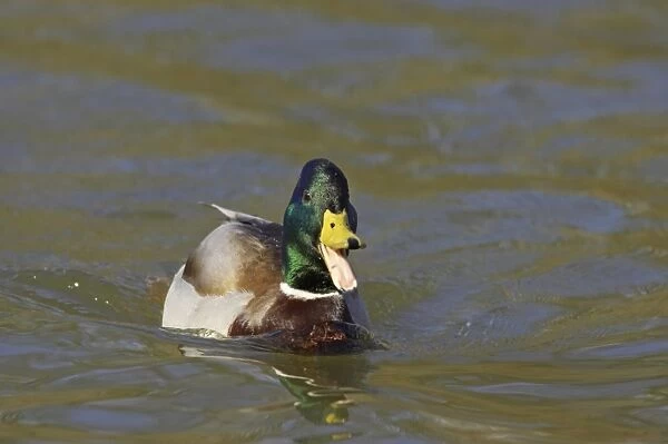 Mallard Duck (Anas platyrhynchos) adult male, calling on water, Hertfordshire, England
