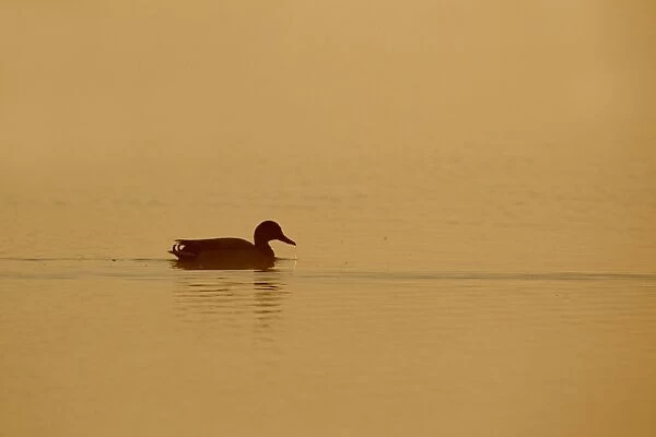 Mallard Duck (Anas platyrhynchos) adult male, swimming in mist at dawn, Derbyshire, England, may