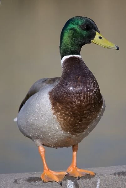Mallard Duck (Anas platyrhynchos) adult male, standing, England, february