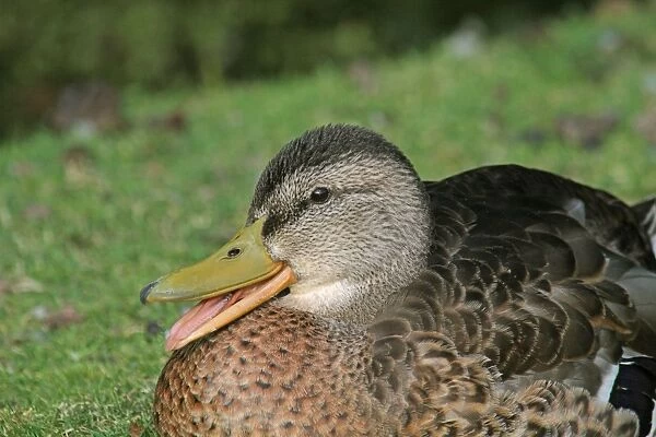 Mallard Duck (Anas platyrhynchos) adult male, in eclipse plumage, calling, close-up of head, West Sussex, England, march