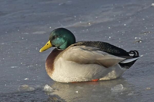 Mallard Duck (Anas platyrhynchos) adult male, sitting on ice of frozen river, River Nith, Dumfries and Galloway, Scotland, december