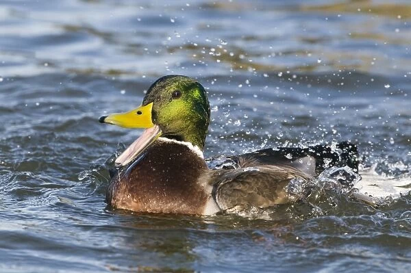 Mallard Duck (Anas platyrhynchos) adult male, calling and bathing, Norfolk, England, winter