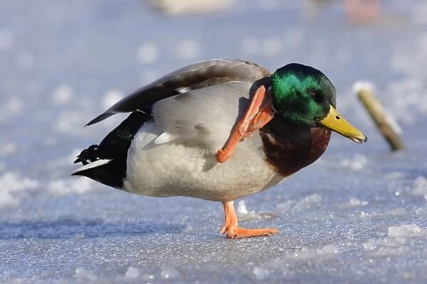 Mallard Duck (Anas platyrhynchos) adult male, scratching head with foot, standing on frozen lake, West Yorkshire, England, march
