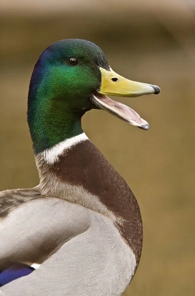 Mallard Duck (Anas platyrhynchos) adult male, calling, close-up of head and neck, Norfolk, England, march