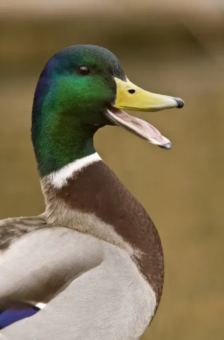 Framed Print : Mallard Duck (Anas platyrhynchos) adult male, calling, close-up of head and neck, Norfolk, England, march Framed Print : Mallard Duck (Anas platyrhynchos) adult male, calling, close-up of head and neck, Norfolk, England, march