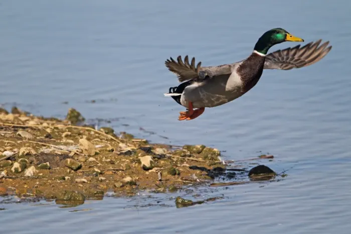 Framed Print : Mallard Duck (Anas platyrhynchos) adult male, in flight, taking off from island spit in flooded former gravel pit Framed Print : Mallard Duck (Anas platyrhynchos) adult male, in flight, taking off from island spit in flooded former gravel pit