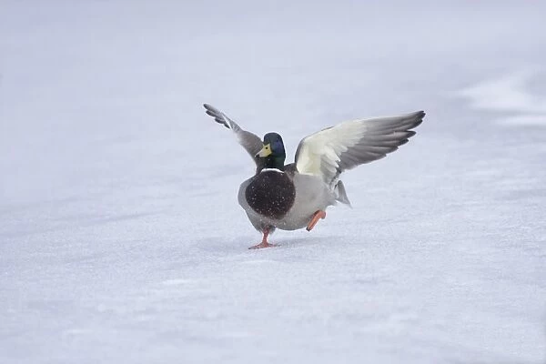 Mallard Duck (Anas platyrhynchos) adult male, landing on frozen lake surface in snow, West Yorkshire, England, february