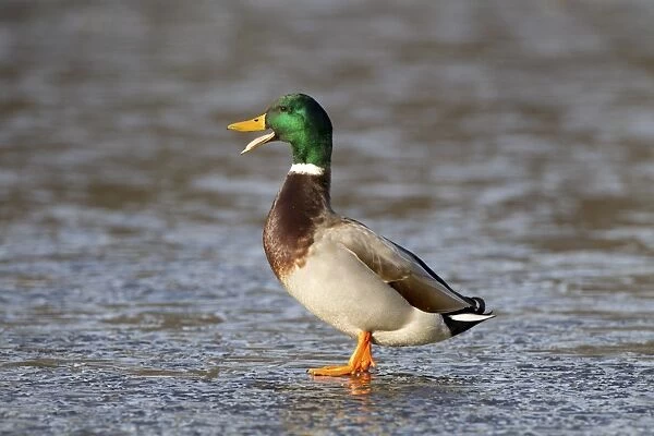 Mallard Duck (Anas platyrhynchos) adult male, calling, standing on ice of frozen lake, Duns Castle, Duns, Berwickshire