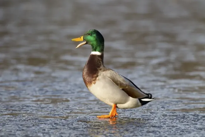 Framed Print : Mallard Duck (Anas platyrhynchos) adult male, calling, standing on ice of frozen lake, Duns Castle, Duns, Berwickshire Framed Print : Mallard Duck (Anas platyrhynchos) adult male, calling, standing on ice of frozen lake, Duns Castle, Duns, Berwickshire