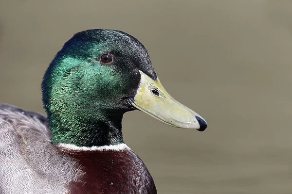 Mallard Duck (Anas platyrhynchos) adult male, close-up of head, Warwickshire, England, March
