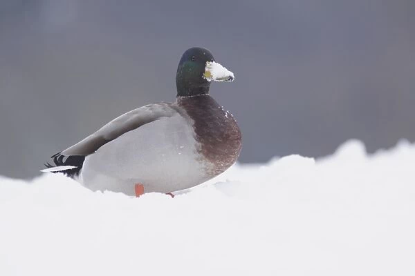 Mallard Duck (Anas platyrhynchos) adult male, with beak covered in snow, standing in snow, West Yorkshire, England