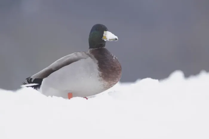 Framed Print : Mallard Duck (Anas platyrhynchos) adult male, with beak covered in snow, standing in snow, West Yorkshire, England