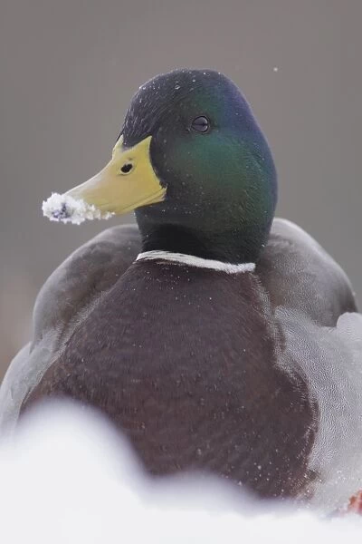 Mallard Duck (Anas platyrhynchos) adult male, with snow on beak, sitting in heavy snow, West Yorkshire, England
