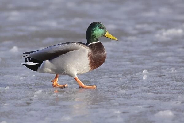 Mallard Duck (Anas platyrhynchos) adult male, walking on ice of frozen lake, West Yorkshire, England, January