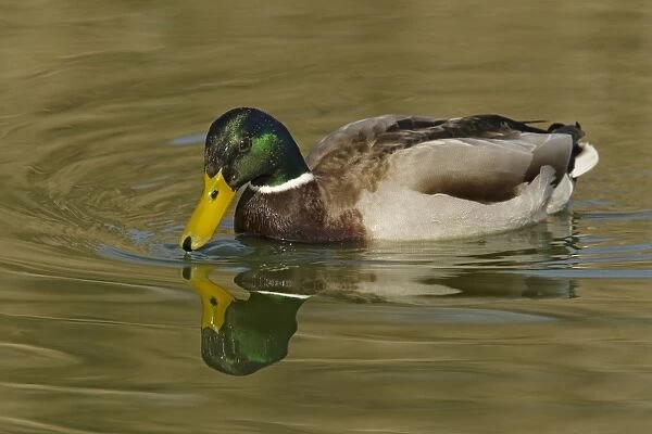 Mallard Duck (Anas platyrhynchos) adult male, swimming, Essex, England, March