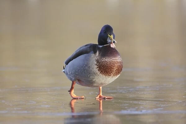 Mallard Duck (Anas platyrhynchos) adult male, calling, walking on ice of frozen lake, West Yorkshire, England, December
