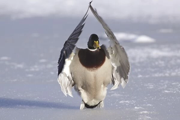 Mallard Duck (Anas platyrhynchos) adult male, in flight, landing on snow covered ice of frozen lake, West Yorkshire