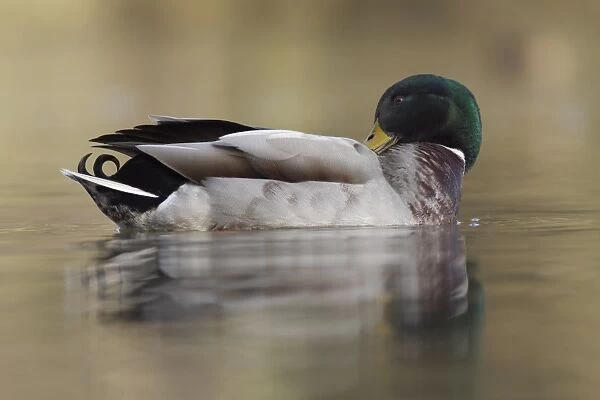 Mallard Duck (Anas platyrhynchos) adult male, preening on lake, West Yorkshire, England, January