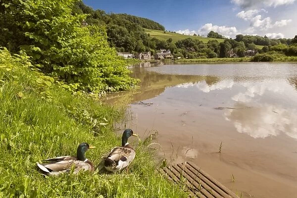 Mallard Duck (Anas platyrhynchos) two adult males, on riverbank in habitat, River Wye, Tintern, Wye Valley
