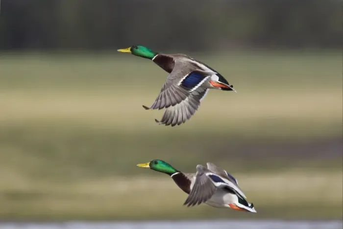 Framed Print : Mallard Duck (Anas platyrhynchos) two adult males, in flight, Slimbridge, Gloucestershire, England, february Framed Print : Mallard Duck (Anas platyrhynchos) two adult males, in flight, Slimbridge, Gloucestershire, England, february