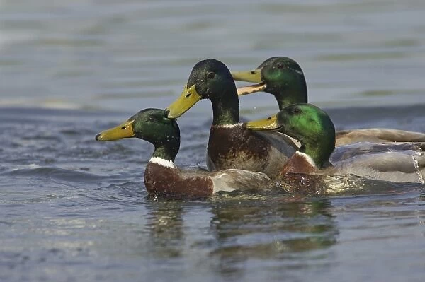 Mallard Duck (Anas platyrhynchos) four adult males, fighting on water, Hertfordshire, England