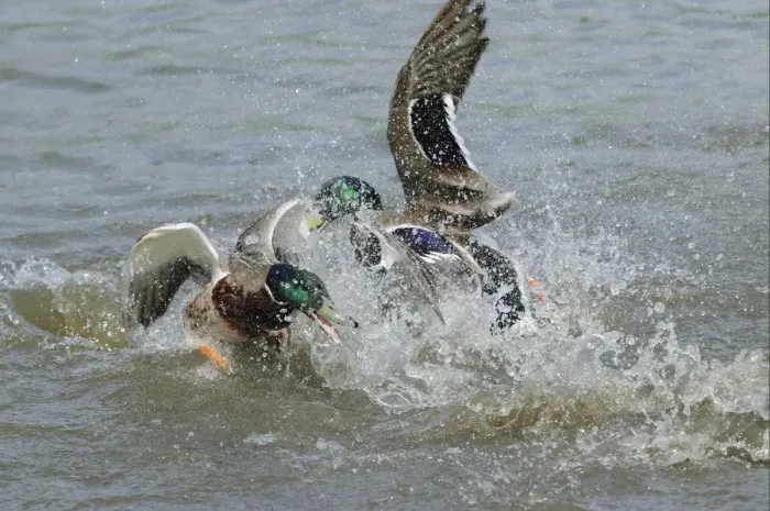 Framed Print : Mallard Duck (Anas platyrhynchos) two adult males, fighting in water, Slimbridge, Gloucestershire, England, may Framed Print : Mallard Duck (Anas platyrhynchos) two adult males, fighting in water, Slimbridge, Gloucestershire, England, may