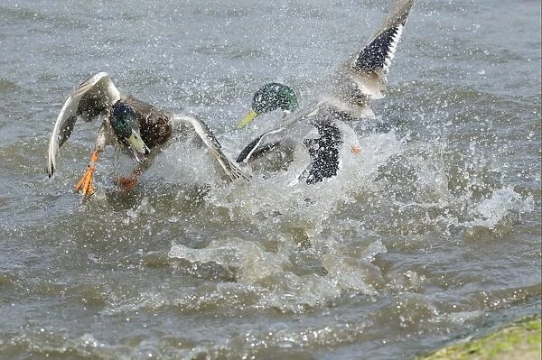 Mallard Duck (Anas platyrhynchos) two adult males, fighting in water, Slimbridge, Gloucestershire, England, may