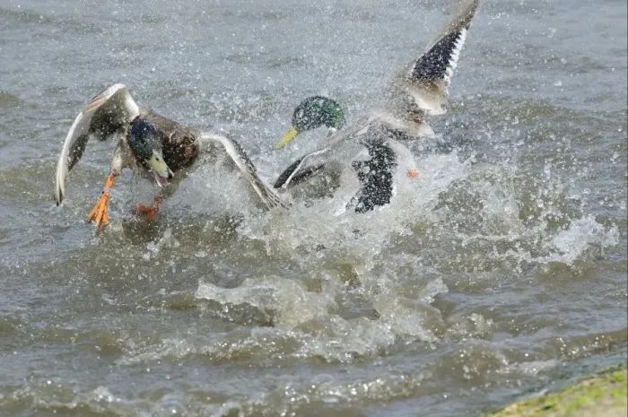 Framed Print : Mallard Duck (Anas platyrhynchos) two adult males, fighting in water, Slimbridge, Gloucestershire, England, may Framed Print : Mallard Duck (Anas platyrhynchos) two adult males, fighting in water, Slimbridge, Gloucestershire, England, may