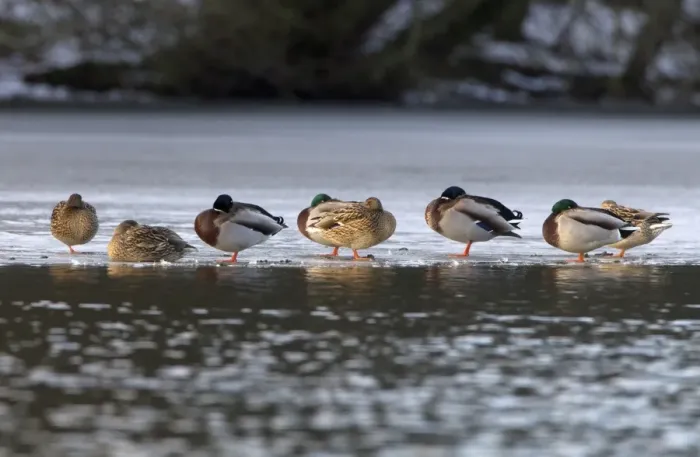 Framed Print : Mallard Duck (Anas platyrhynchos) adult males and females, flock roosting on ice of frozen lake, Duns Castle, Duns Framed Print : Mallard Duck (Anas platyrhynchos) adult males and females, flock roosting on ice of frozen lake, Duns Castle, Duns