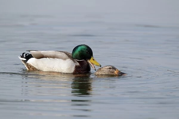 Mallard Duck (Anas platyrhynchos) adult pair, mating in water, Worcestershire, England, march