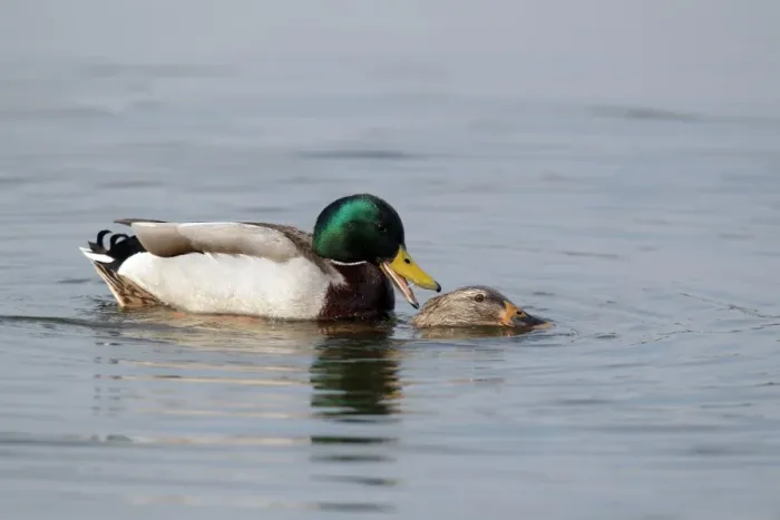 Framed Print : Mallard Duck (Anas platyrhynchos) adult pair, mating in water, Worcestershire, England, march Framed Print : Mallard Duck (Anas platyrhynchos) adult pair, mating in water, Worcestershire, England, march