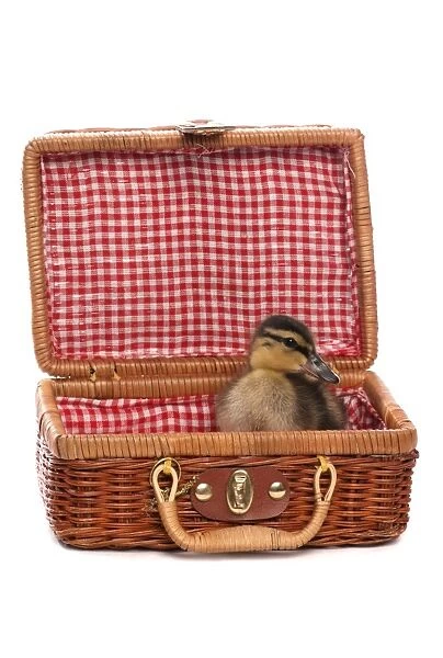 Mallard Duck (Anas platyrhynchos) ducking, sitting in picnic basket