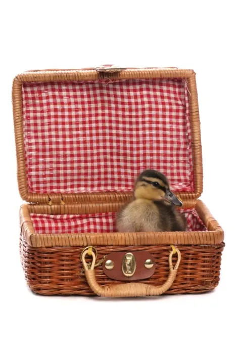 Framed Print : Mallard Duck (Anas platyrhynchos) ducking, sitting in picnic basket Framed Print : Mallard Duck (Anas platyrhynchos) ducking, sitting in picnic basket