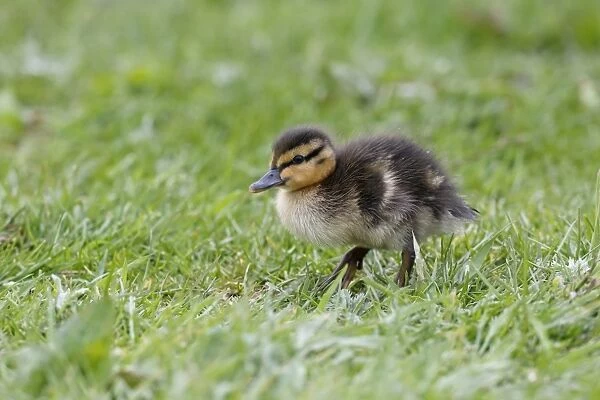 Mallard Duck (Anas platyrhynchos) duckling, standing on grass, Northumberland, England, May