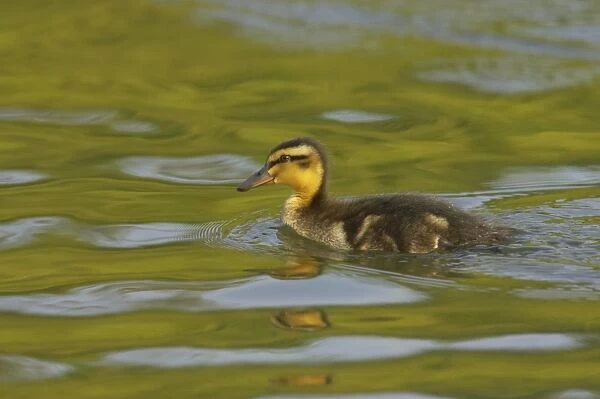 Mallard Duck (Anas platyrhynchos) duckling, swimming, Hertfordshire, England