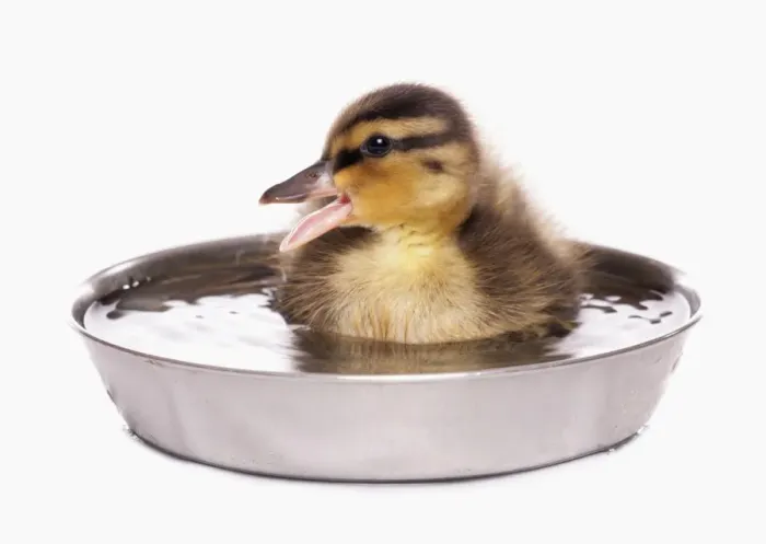 Framed Print : Mallard Duck (Anas platyrhynchos) duckling, calling, sitting in bowl of water Framed Print : Mallard Duck (Anas platyrhynchos) duckling, calling, sitting in bowl of water