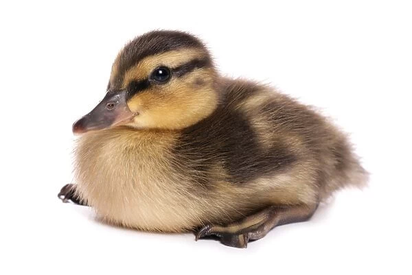 Mallard Duck (Anas platyrhynchos) duckling