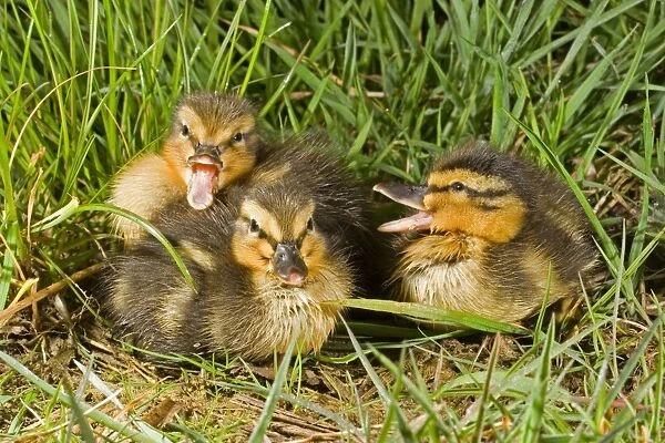 Mallard Duck (Anas platyrhynchos) three ducklings, calling, Suffolk, England, may