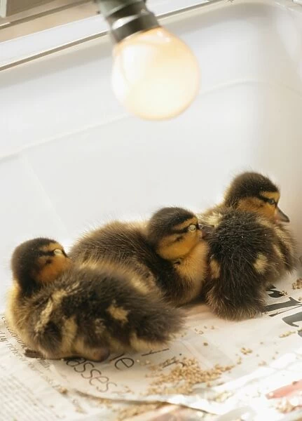 Mallard Duck (Anas platyrhynchos) three ducklings, sleeping under heat lamp in cage, England, march
