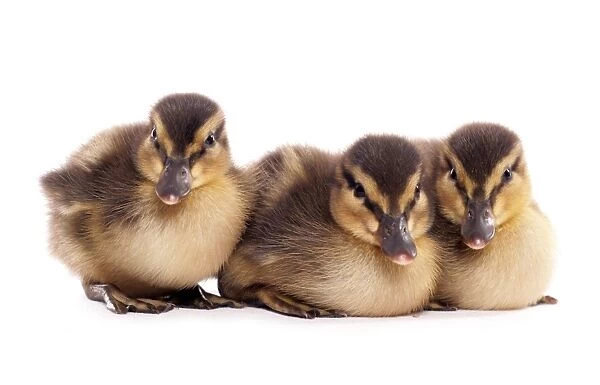 Mallard Duck (Anas platyrhynchos) three ducklings
