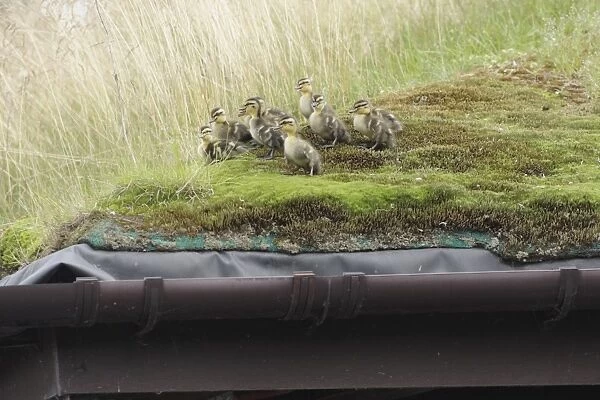 Mallard Duck (Anas platyrhynchos) ducklings, standing on top of eco-roof, Martin Mere W. W. T. Lancashire, England, July
