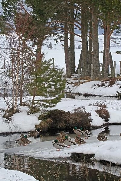 Mallard Duck (Anas platyrhynchos) flock, standing on ice at edge of stream, Lochindorb, Strathspey, Morayshire
