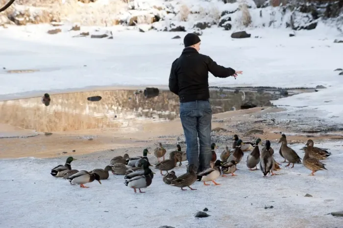 Framed Print : Mallard Duck (Anas platyrhynchos) flock, being fed by man on ice of frozen lake in severe cold weather, England, december Framed Print : Mallard Duck (Anas platyrhynchos) flock, being fed by man on ice of frozen lake in severe cold weather, England, december